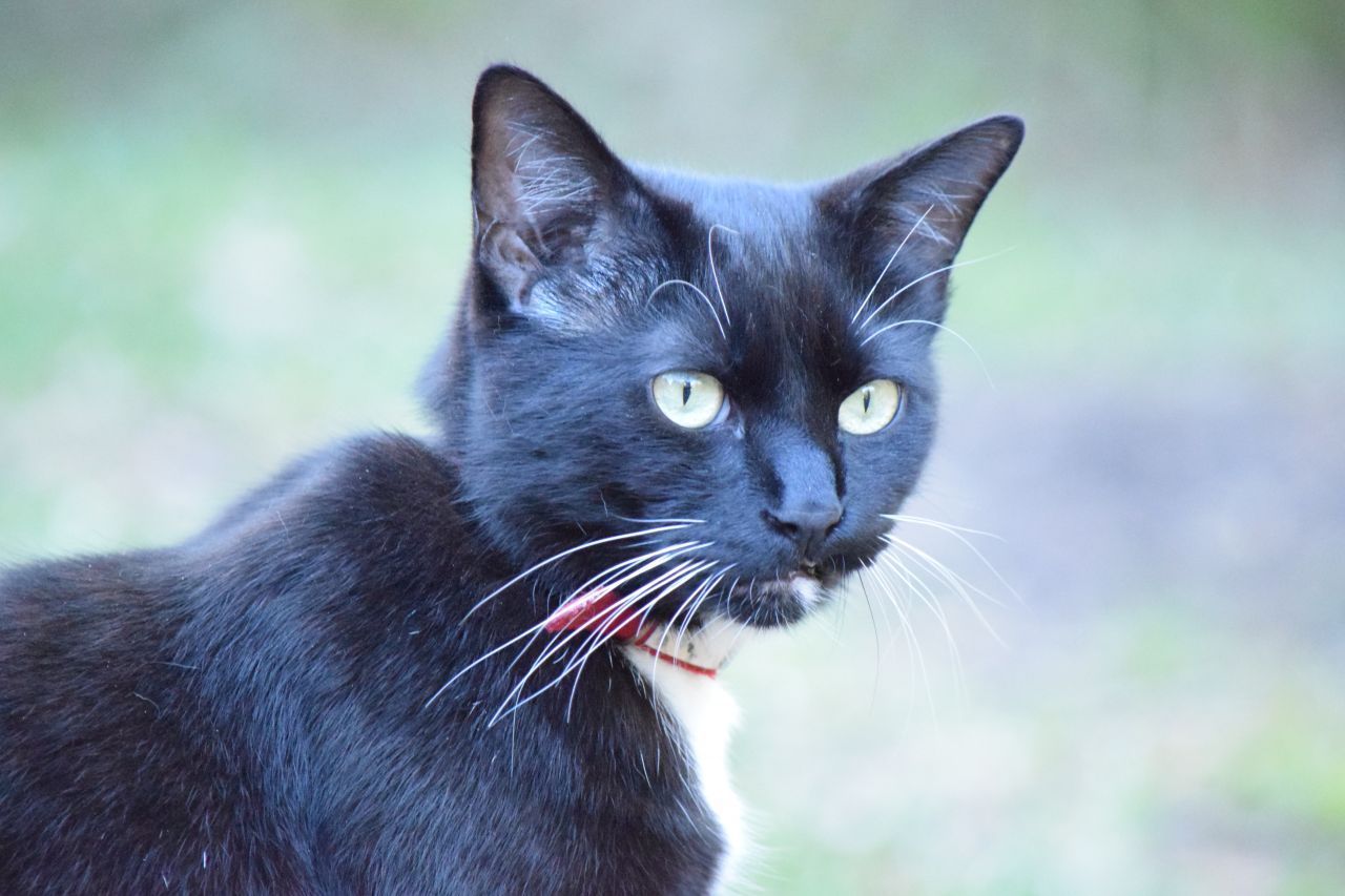 Halsbänder gegen Parasiten gibt es zwar zu kaufen, doch damit können Katzen beim Klettern an Zäunen und Ästen hängen bleiben und im schlimmsten Fall sterben.