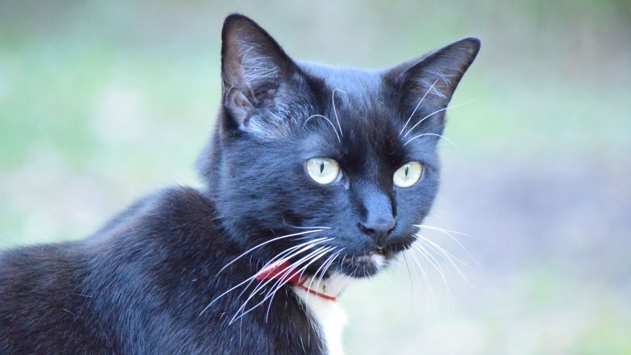 Halsbänder gegen Parasiten gibt es zwar zu kaufen, doch damit können Katzen beim Klettern an Zäunen und Ästen hängen bleiben und im schlimmsten Fall sterben.