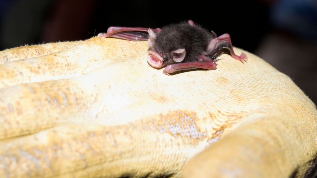 Eine Schweinsnasenfledermaus auf einer menschlichen Hand. Die Tiere sind winzig.