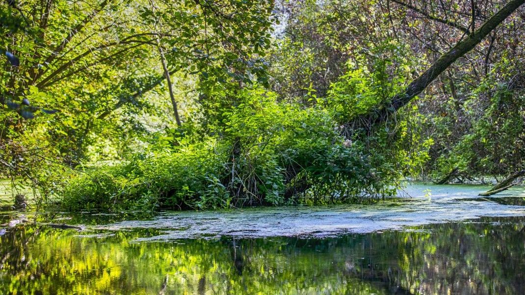 Sumpfiges Moor: Ein grünes Naturschutzgebiet