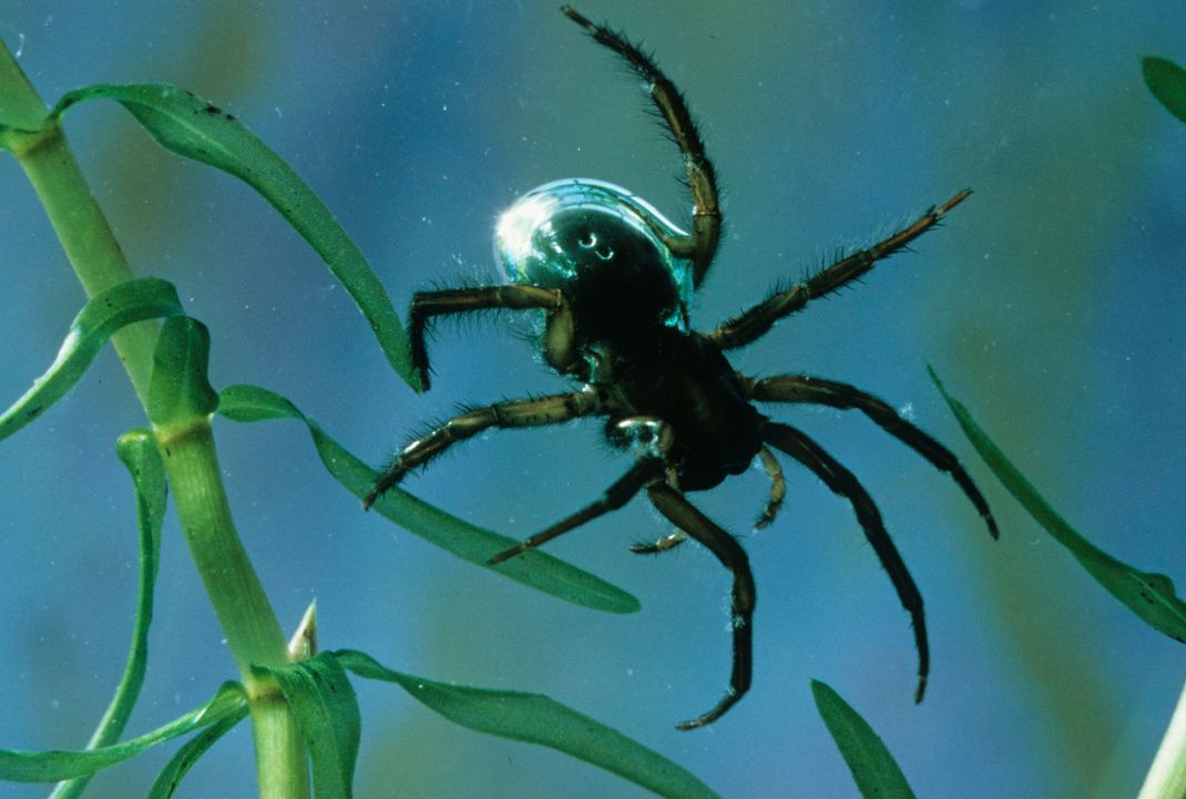 Die Wasserspinne lebt fast ausschließlich unter Wasser. Zwischendurch holt sie sich aber mit ihrem Hinterteil eine Luftblase zum Atmen von der Wasseroberfläche.