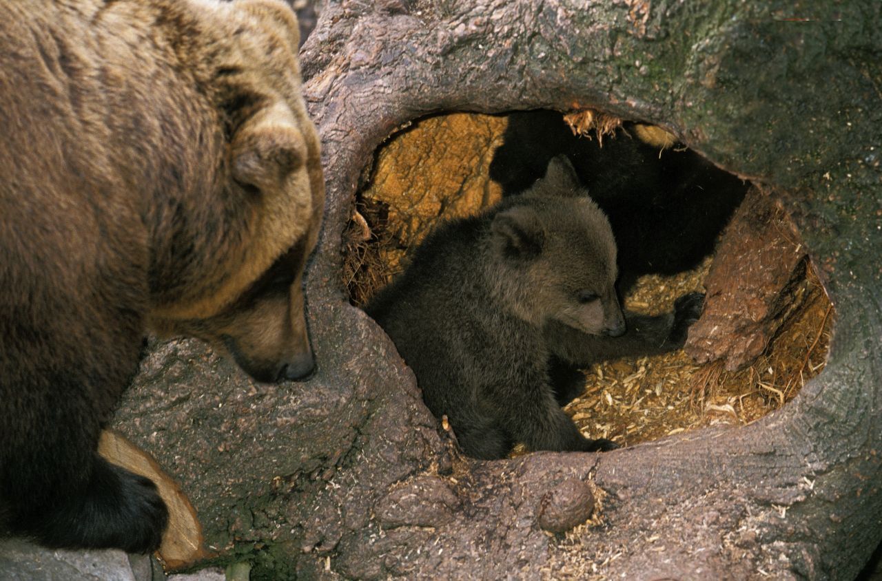 Ihr gemütliches Heim richten sich Bären meistens in Höhlen oder hohlen Baumstämmen ein. 