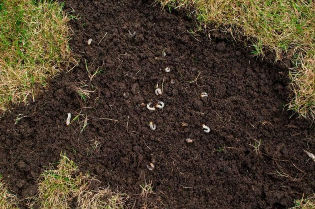 Schau genau hin: Hat dein Rasen braune Stellen, können sich Engerlinge unter der Erdoberfläche verbergen.