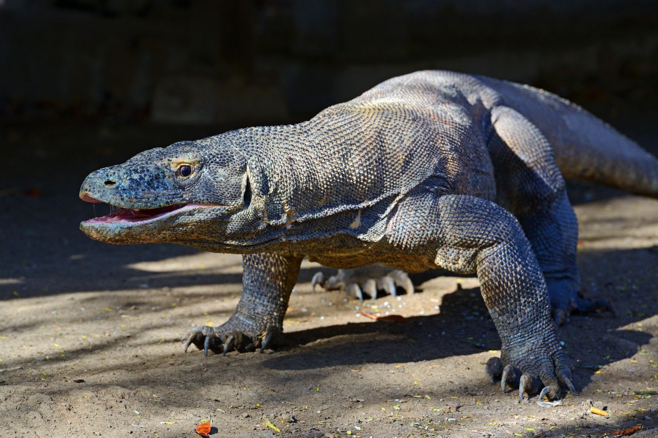 Komodowaran: Bei einigen Reptilien, aber auch Vögeln oder Haien ist Jungfernzeugung möglich. Herrscht Mangel an Männchen, können sich die Weibchen auch allein fortpflanzen. 