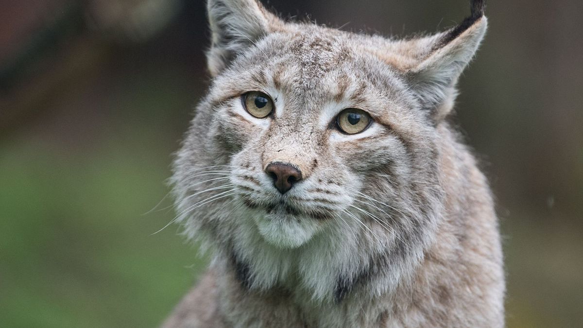 Eurasischer Luchs