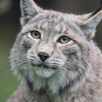 Eurasischer Luchs