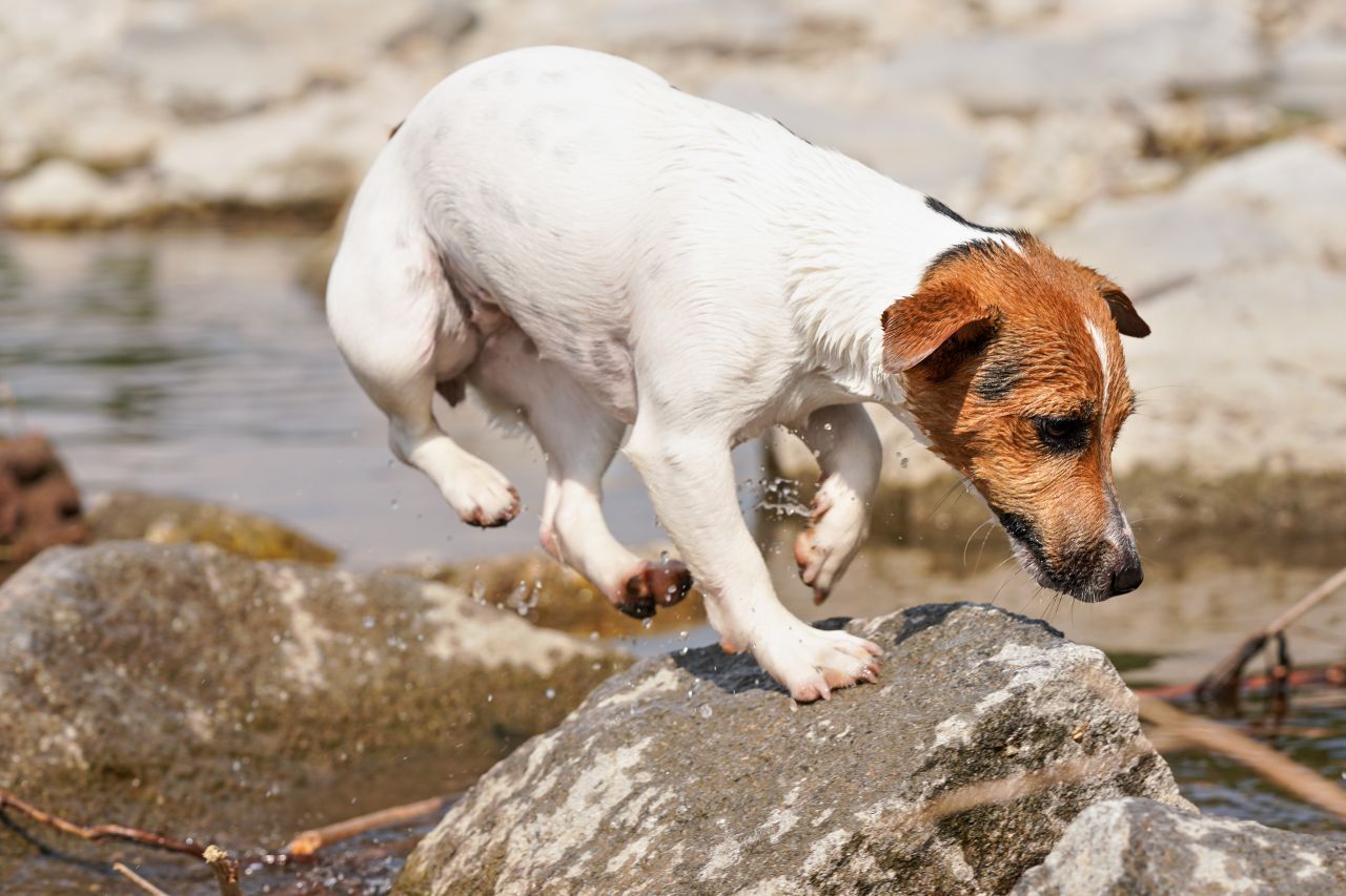 Jack Russell Terrier (14 bis 16 Jahre)