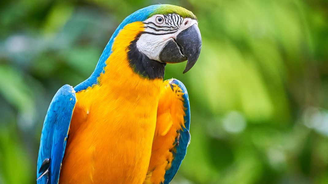 Aras gelten als neugierig und intelligent: Der Grund, warum ein solcher Vogel am Bahnhof in Hagen ausgebüxt ist.