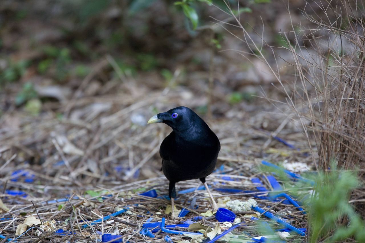 Der macht blau: Der Seidenlaubenvogel dekoriert jahrelang sein Liebesnest mit blauen Dingen. Bei dieser Farbe werden die Weibchen schwach.