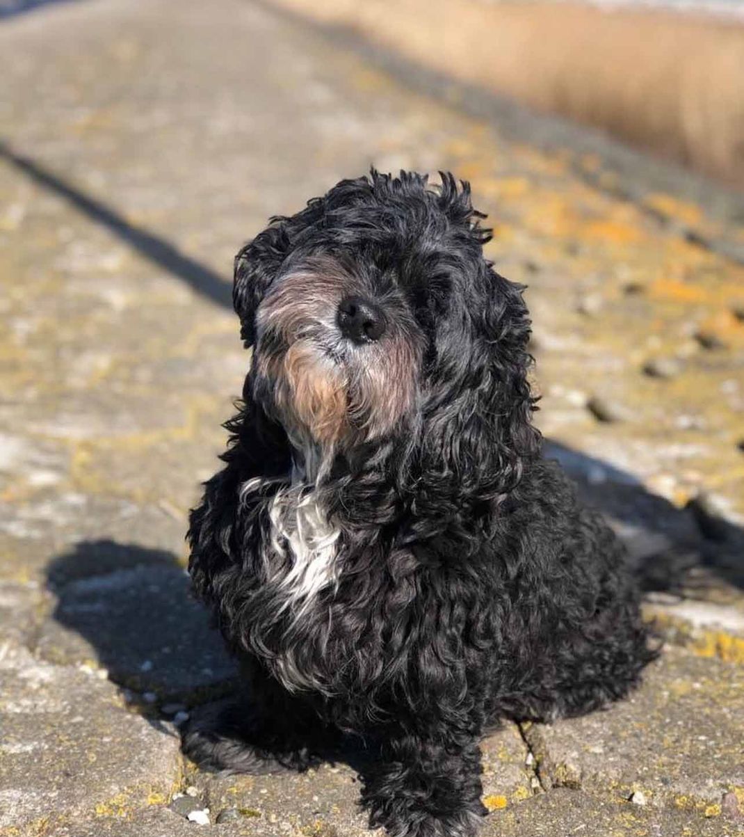 Nach zwölf Tagen tauchte die von einem Schiff in die Mosel gesprungene Cocker-Spaniel-Mix-Dame Famke wieder auf.