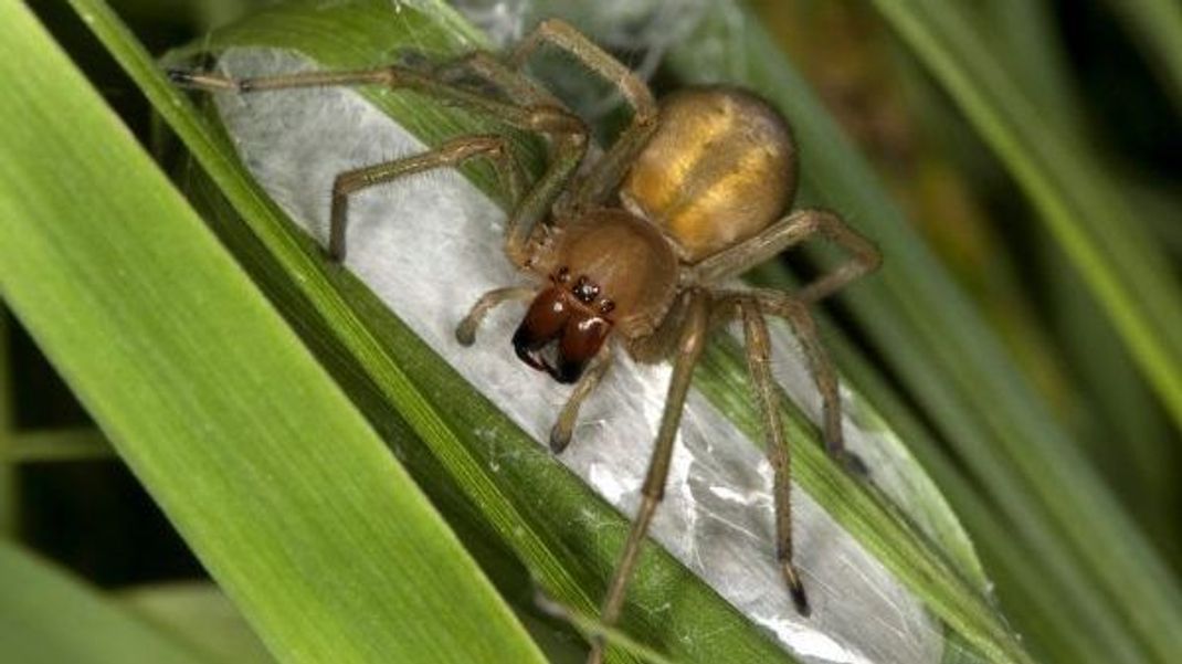Die Ammen-Dornfinger-Spinne ist die giftigste in Europa - und ist nun auch in Deutschland immer häufiger zu finden.