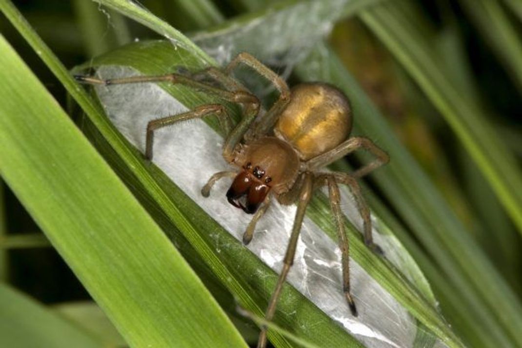Die Ammen-Dornfinger-Spinne ist die giftigste in Europa - und ist nun auch in Deutschland immer häufiger zu finden.