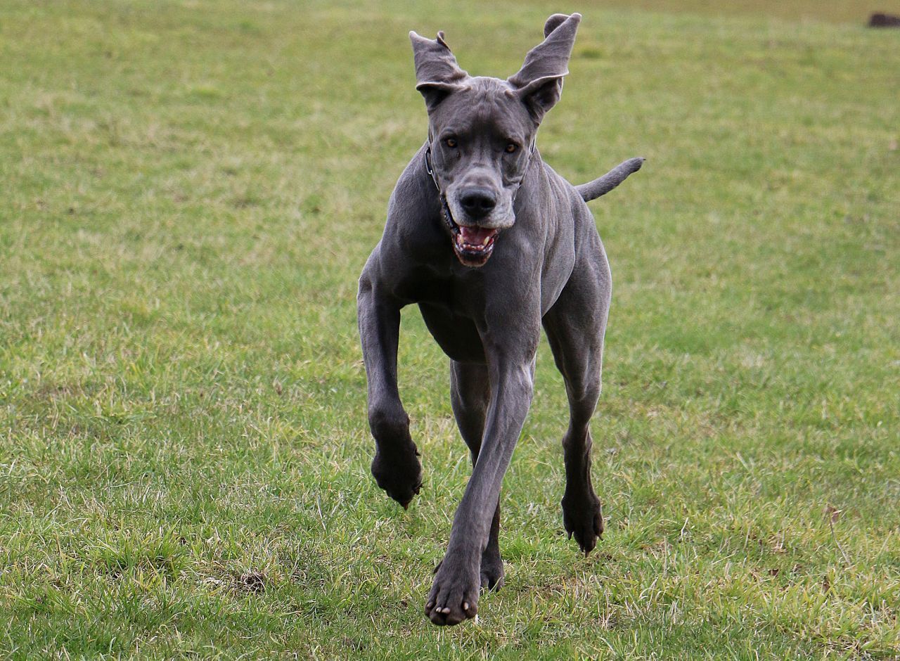 Ihr(e) Herrchen verteidigen sie ohne Furcht, grundlegend aggressiv sind Doggen aber nicht. Die Deutsche Dogge Freddy ist der größte Hund der Welt. Wenn er sich aufrecht hinstellt, misst er 2,30 Meter. 