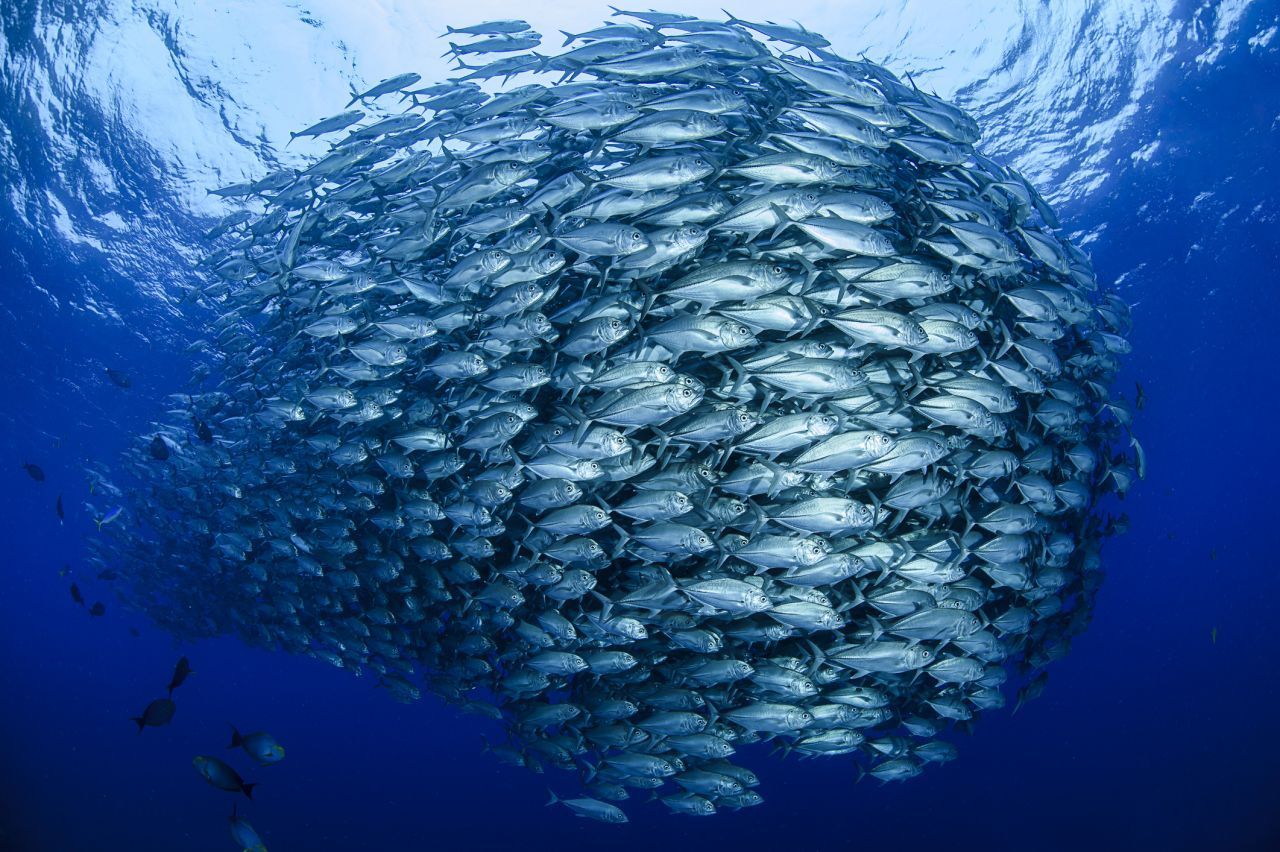 Fische formieren sich im Schwarm. So wirken sie wie ein großes Tier und schrecken Angreifer ab.