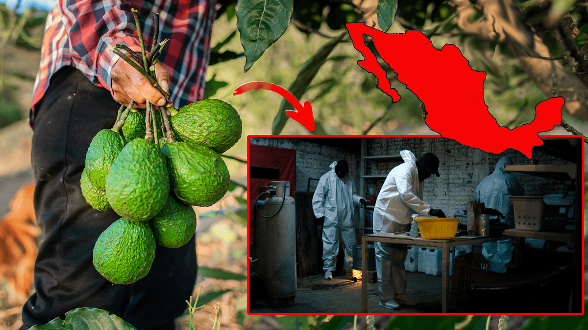 Mexikanische Drogenkartelle haben den Avocadoanbau im Land fest im Griff. Extremreporter Jenke von Wilmsdorff geht den Machenschaften der Mafia auf die Spur.