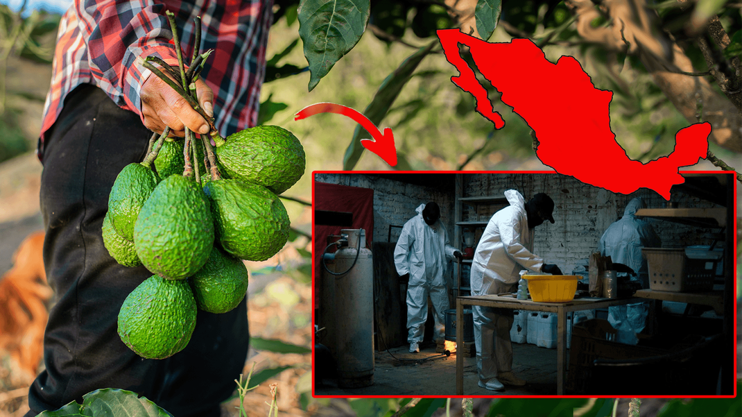 Mexikanische Drogenkartelle haben den Avocado-Anbau im Land fest im Griff. Extremreporter Jenke von Wilmsdorff geht den Machenschaften der Mafia auf die Spur.