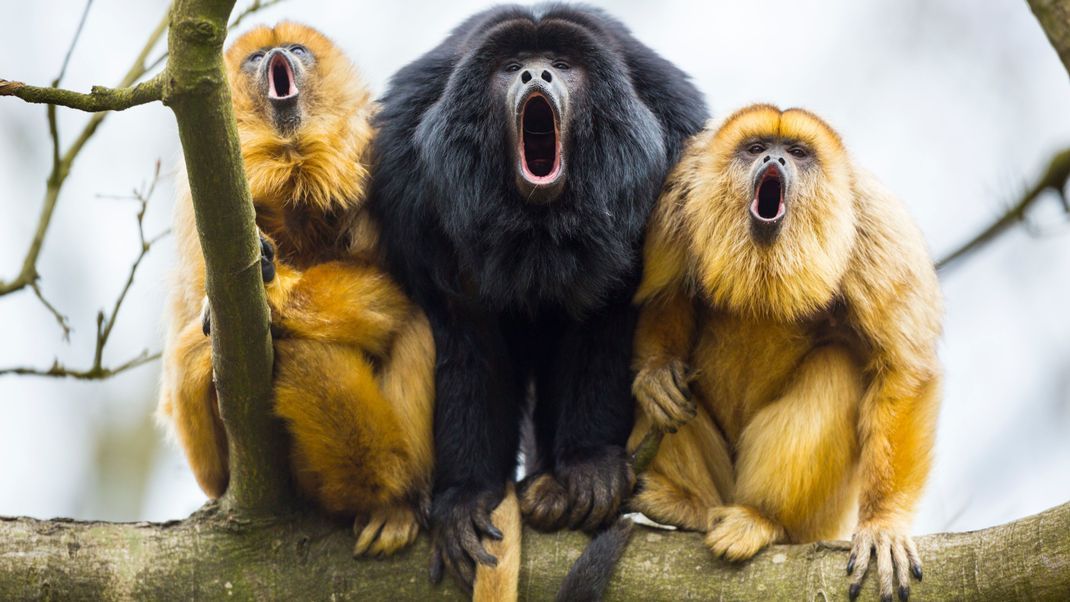 BLACK HOWLER (Alouatta caraya)