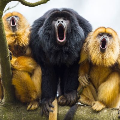 BLACK HOWLER (Alouatta caraya)