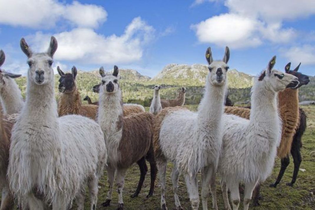 Die Antikörper von Lamas sind winzig. So können sie effektiver in Gewebe und sogar Zellen eindringen. Menschliche Antikörper können letzteres aufgrund ihrer Größe nicht.