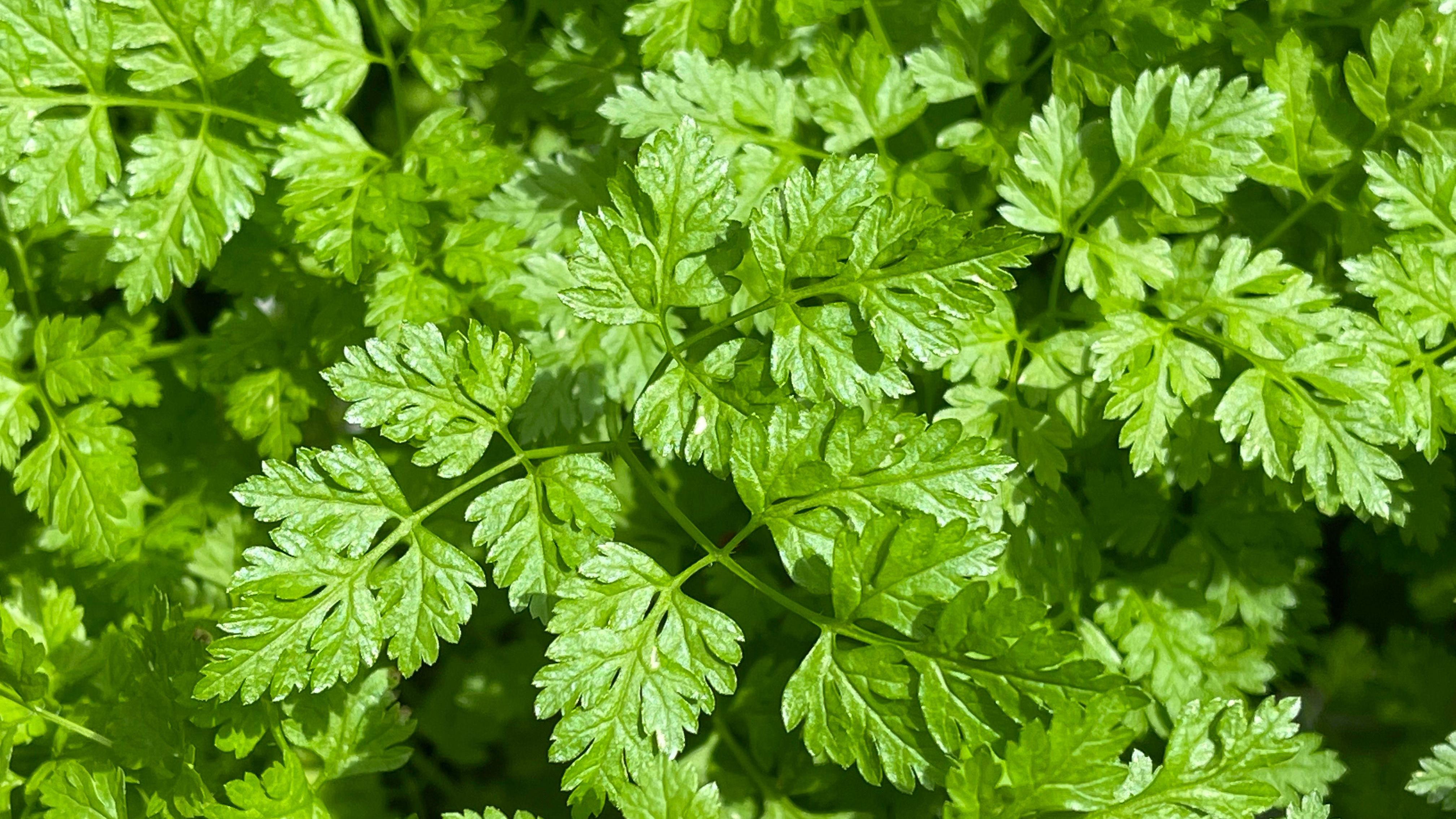 Kerbel | Pflanzenart: mediterrane, ein- oder zweijährige Pflanze | Standort: Halbschatten bis Schatten | Ernte: Blätter bei Bedarf ernten | Vermehrung: Samen