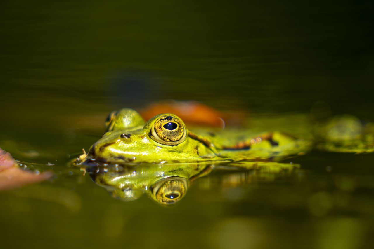 Der kleine Wasserfrosch misst maximal 7,5 Zentimeter. Die Tiere sind meist grasgrün, einige Exemplare blaugrün oder braun. Zu finden sind sie oft in ruhigen Weihern im Wald.