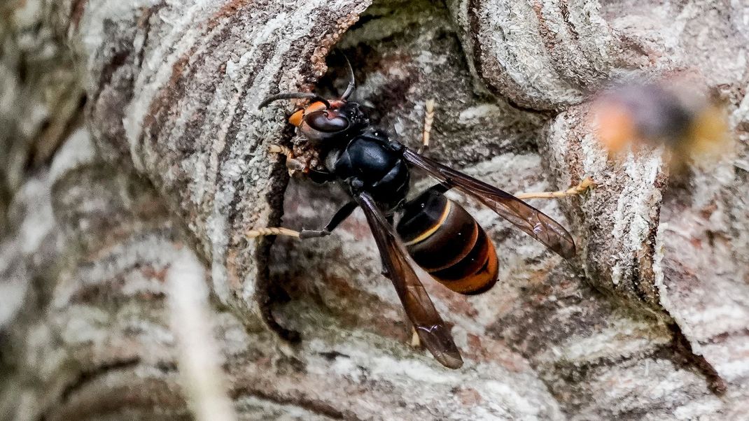 Gefürchteter Bienenräuber: Die Asiatische Hornisse breitet sich in Deutschland aus.