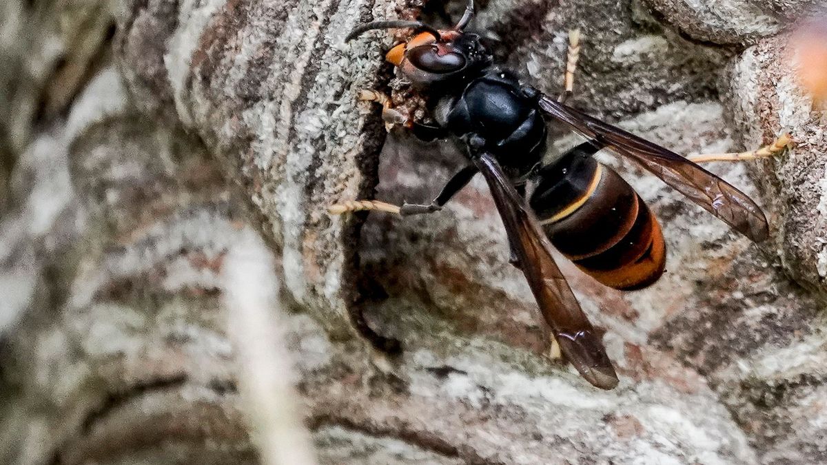 Gefahr für Bienen: Asiatische Hornisse