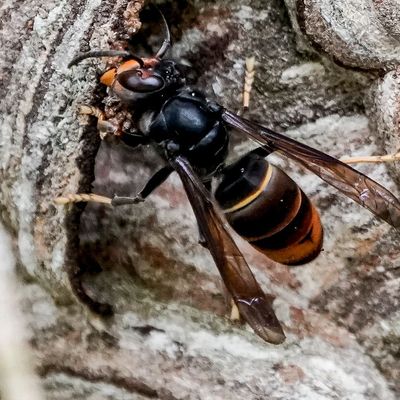 Gefahr für Bienen: Asiatische Hornisse