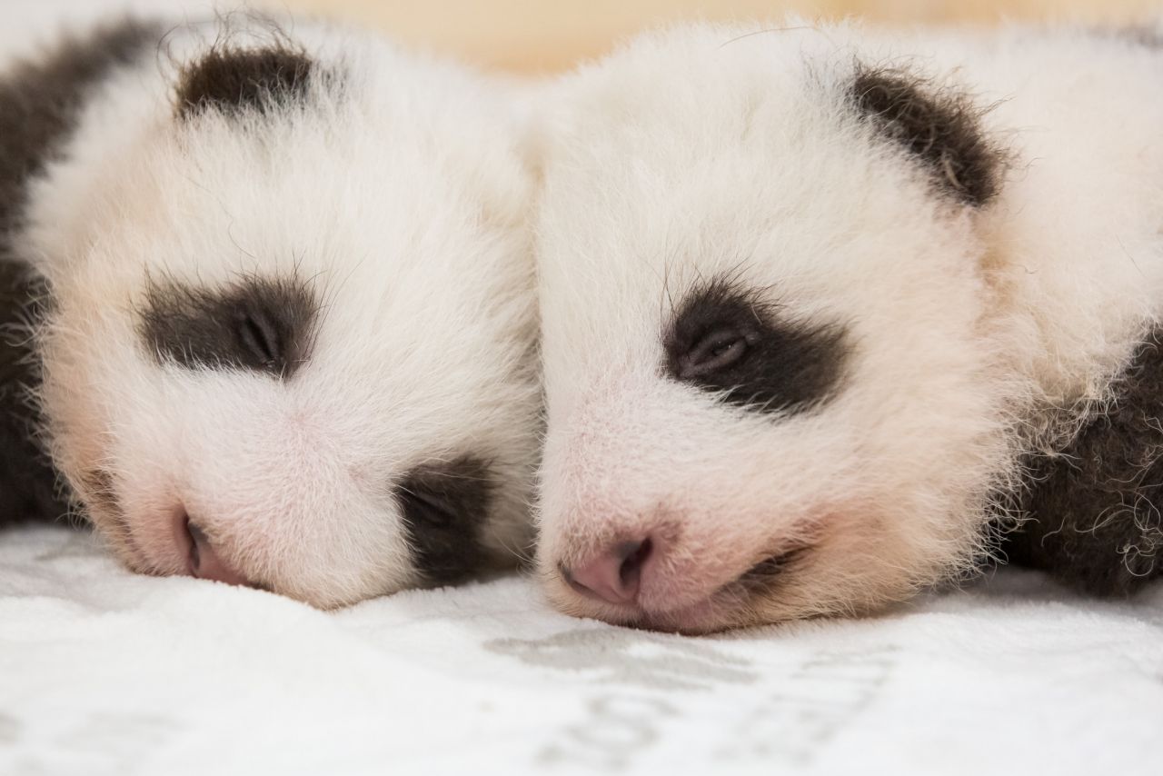 Kopf an Kopf: Die Panda-Geschwister suchen Körperkontakt.