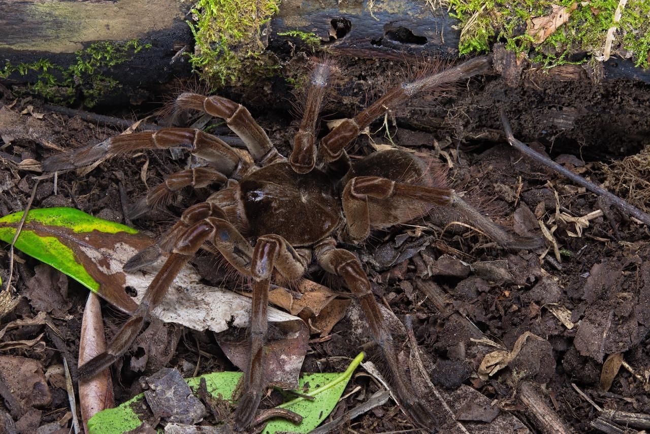 Monstermäßig krabbelt die bis zu tellergroßen Goliath-Vogelspinne bei uns nur in Zoos herum. Ihr Biss ist für Menschen ungefährlich, aber sehr schmerzhaft.


