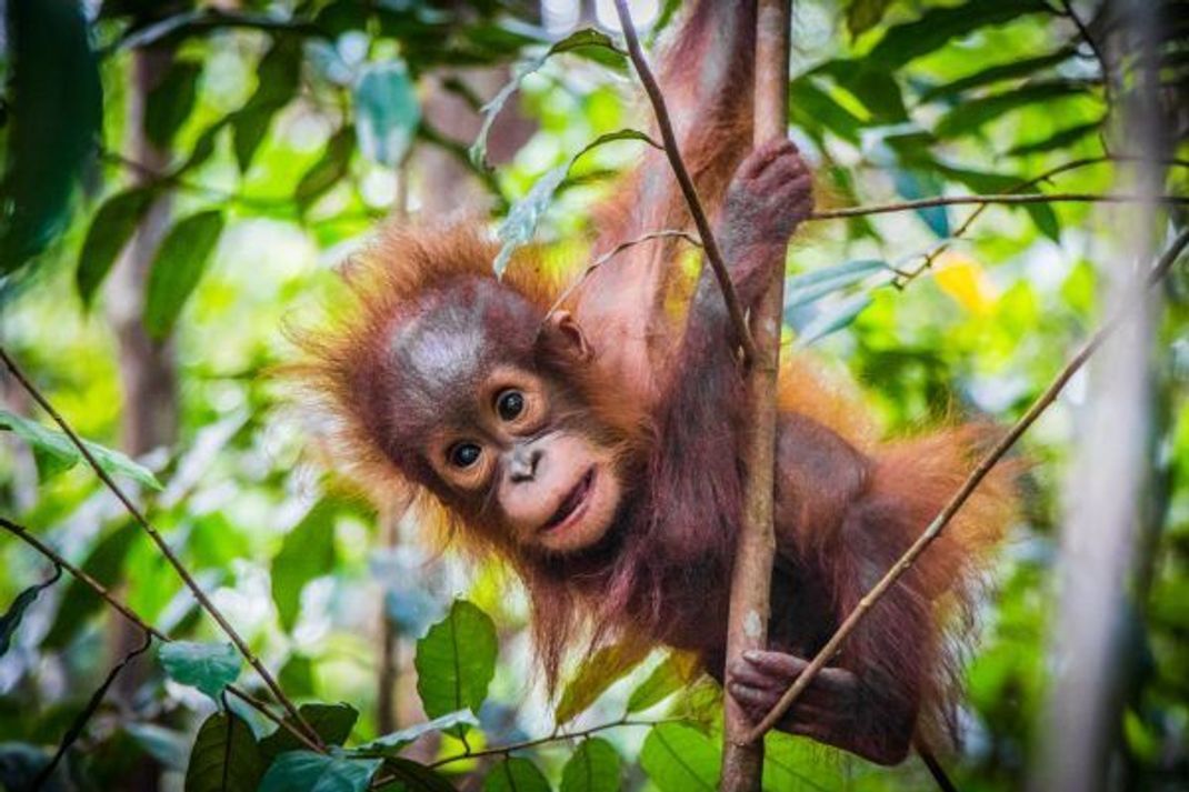 Der Lebensraum von Orang-Utans ist durch die Ausbreitung von Ölpalmen-Monokulturen bedroht. 