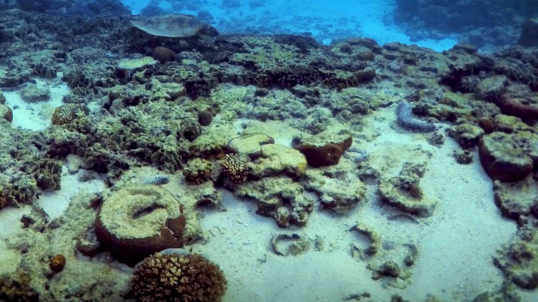 An vielen Riffen entlang der Pazifikinseln am Äquator bis nach Florida werde eine schlimme Korallenbleiche im Sommer erwartet.