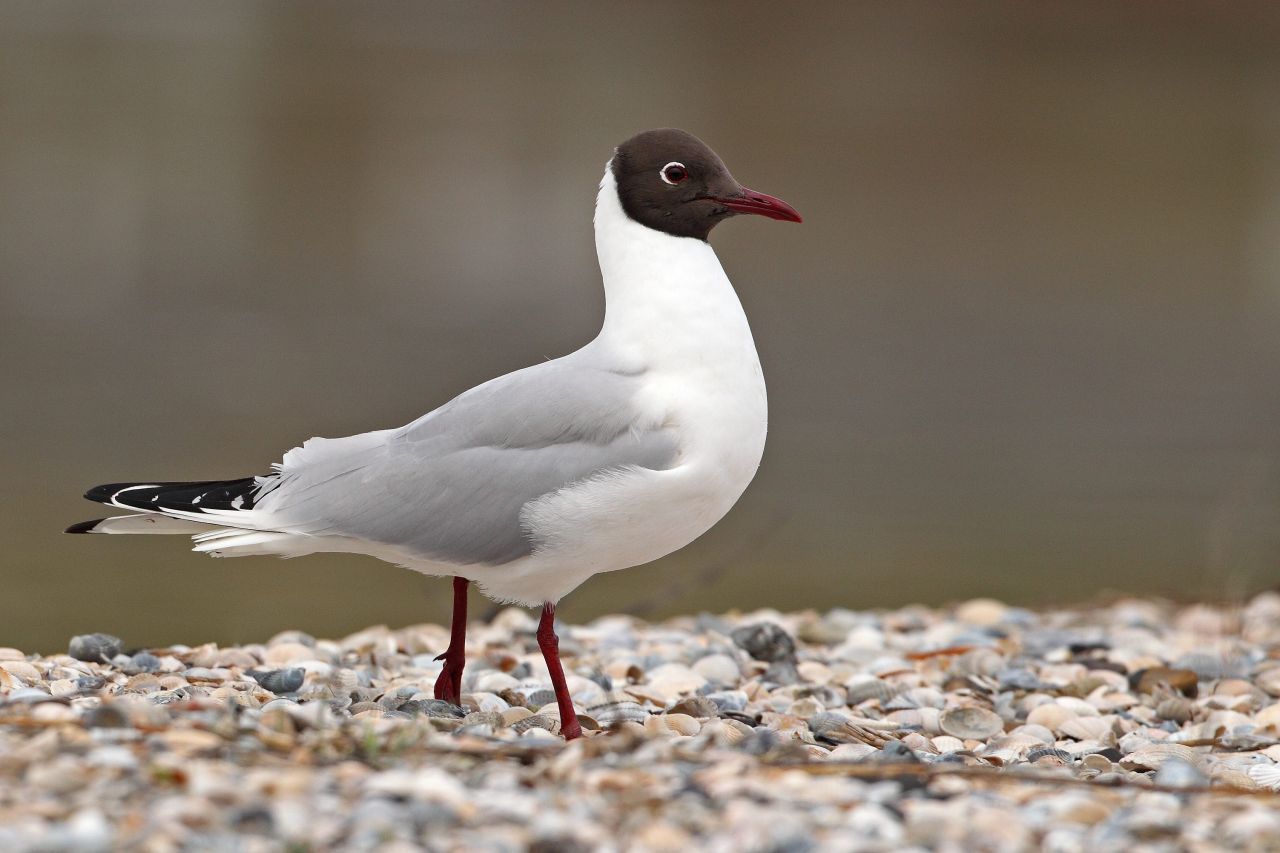 Lachmöwen sind eine recht kleine Möwen-Art, die an ihrem schwarzen Kopf zu erkennen ist. Allerdings tragen Lachmöwe diese Kapuze nur von April bis Juli. Ihr Geschrei klingt angeblich wie spöttisches Gelächter - daher der Name Lachmöwe.