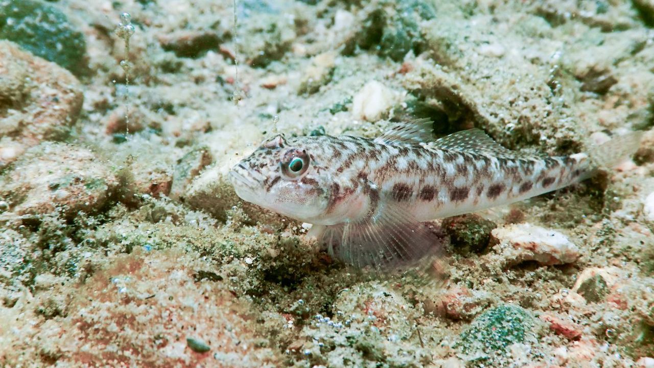 Die Schwarzmundgrundel fand aus dem Schwarzen Meer ihren Weg zu uns. Wo auch immer der Fisch auftaucht, hat er innerhalb von kürzester Zeit zahlenmäßig alle anderen Arten überholt. 