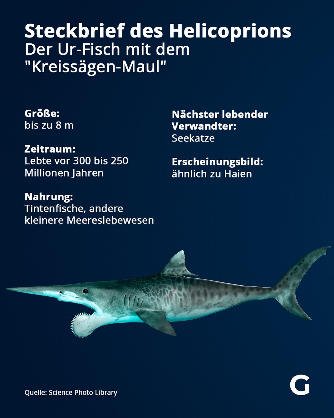 Mehr zum Helicoprion, dem Urzeit-Hai mit dem "Kreissägen-Maul" erfährst du im Steckbrief.