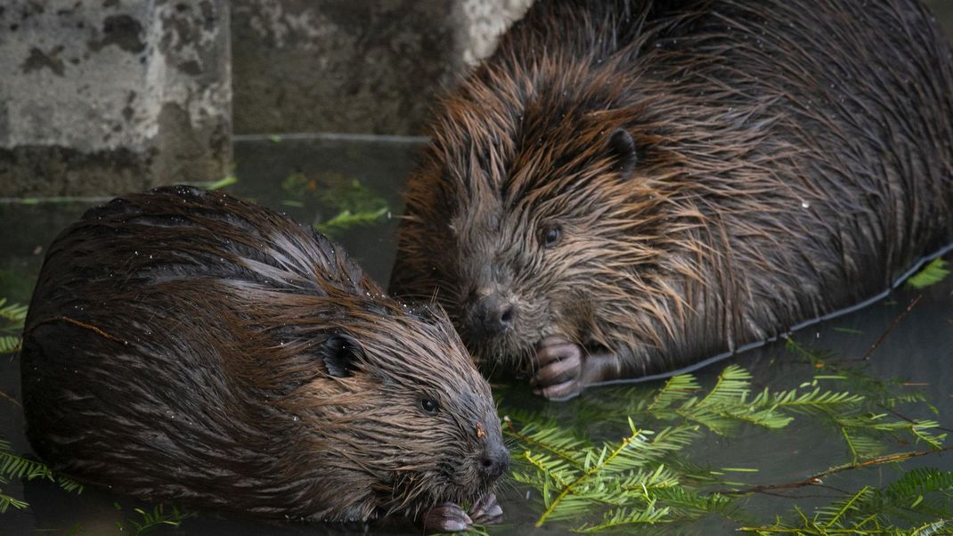 Biber sind deutlich größer als Bisamratten oder Nutrias.