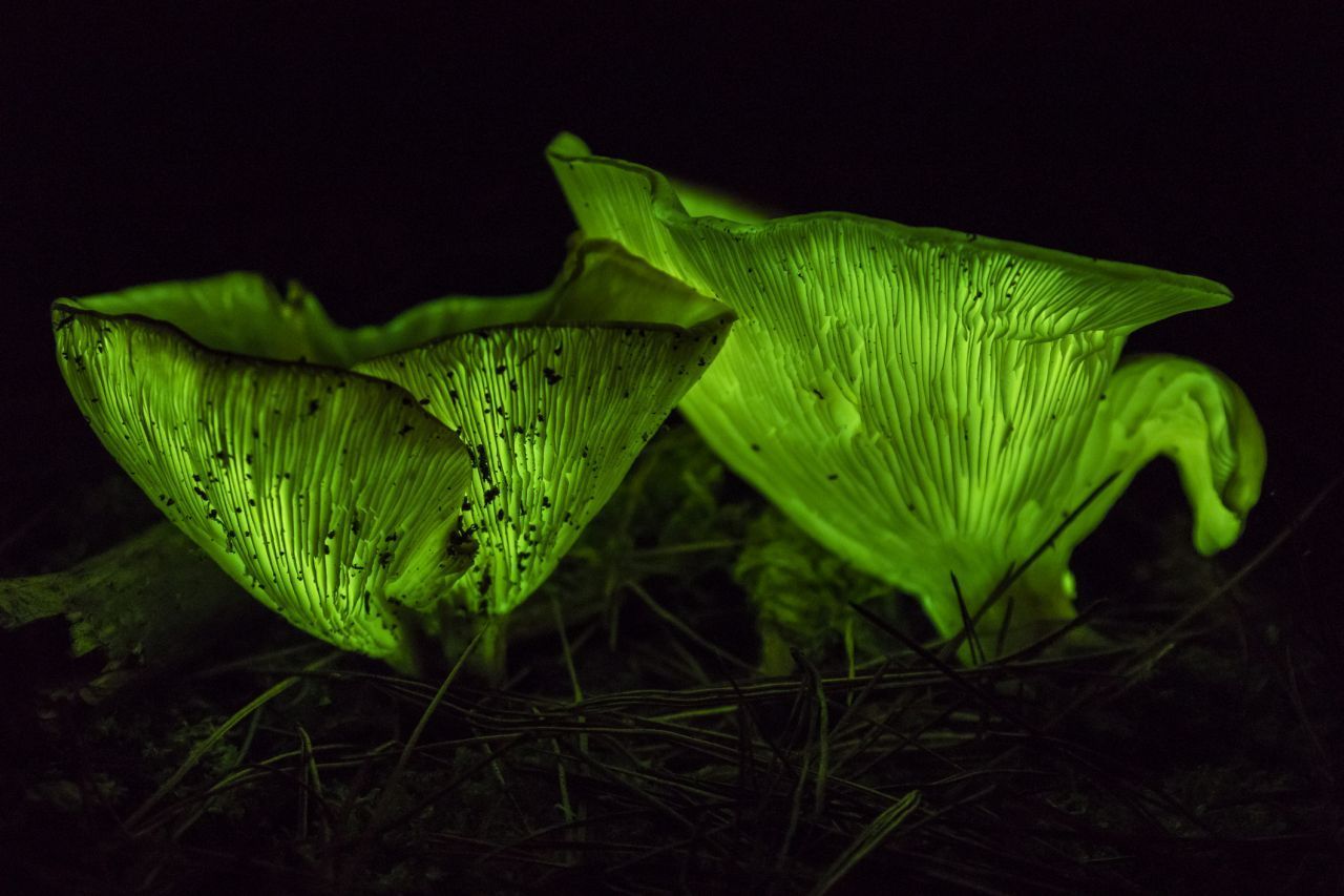 Von rund 100.000 Pilzarten können etwa 70 Arten leuchten. Ihr grünes Licht ist für Insekten sichtbar, die schließlich auf dem Pilz landen. Beim Weiterflug verbreiten sie winzige Sporen, die an ihnen haften geblieben sind.
