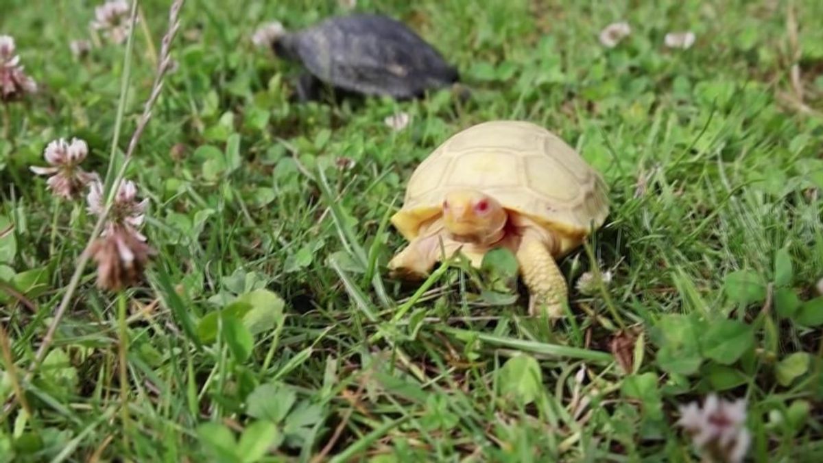 Albino Schildkrote