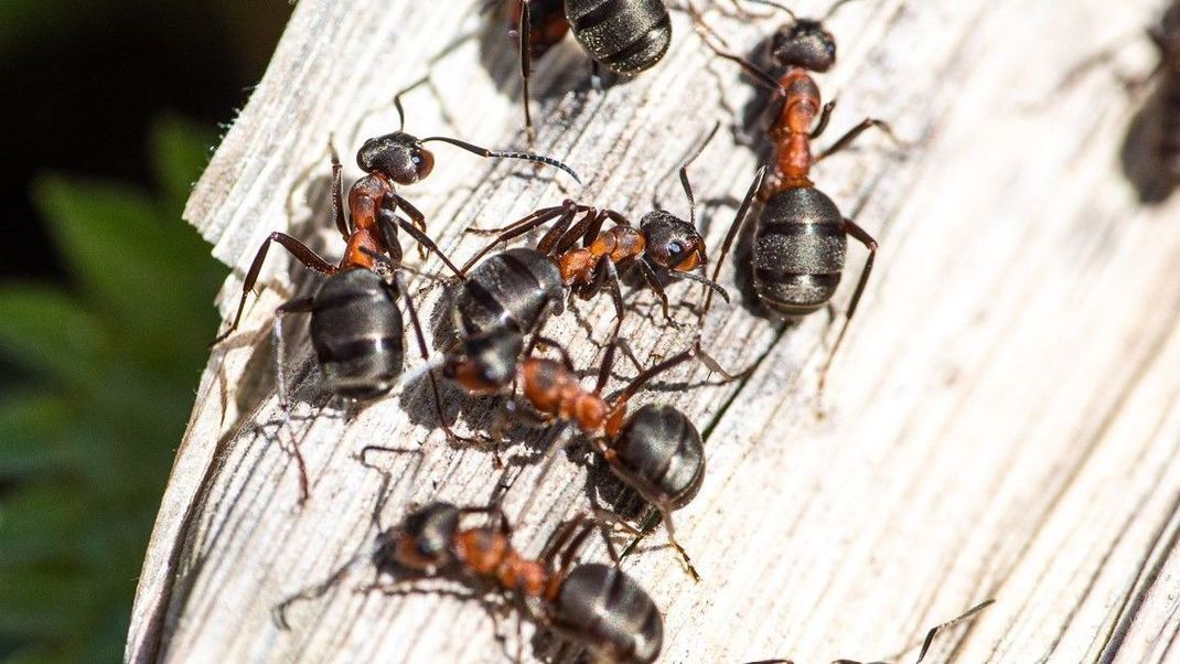 Du willst wissen, wie du lästige Ameisen schnell wieder loswirst? Hier bekommst du alle Infos.