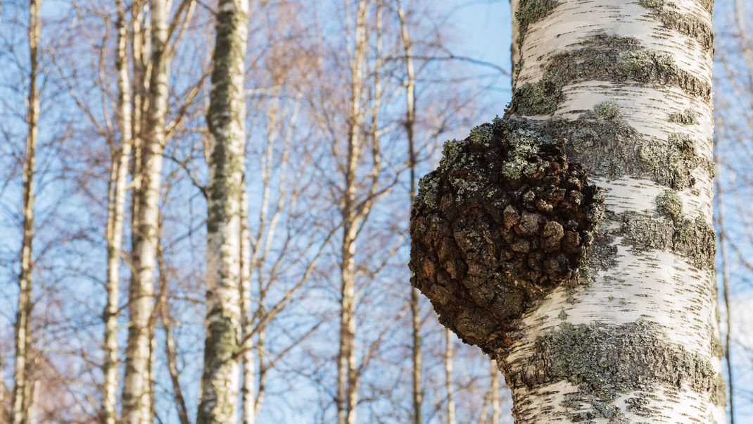 Der Chaga Pilz wuchert an Bäumen und wurde bereits in der Antike als Heilmittel genutzt. 