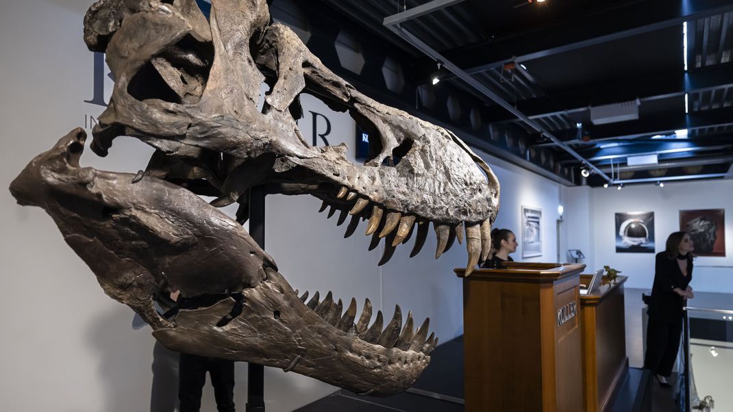 Der Kopf eines T-Rex-Skeletts wird während einer Auktion des Auktionshauses Koller ausgestellt.