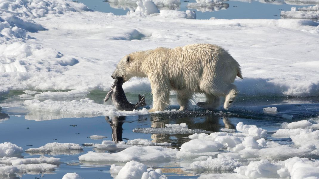 Ein Eisbär hat eine Ringelrobbe erbeutet.