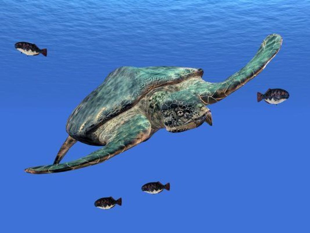 So könnte Archelon Ischyros ausgesehen haben.