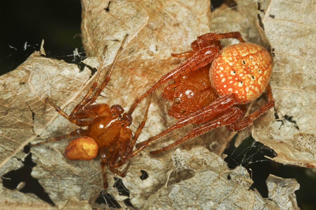 Die Sumpf-Kreuzspinne ist auch als Erdbeer-Kreuzspinne oder rote Kreuzspinne bekannt.  Diese Art ist bei uns gefährdet. Ihre Länge: Acht bis 15 Millimeter.