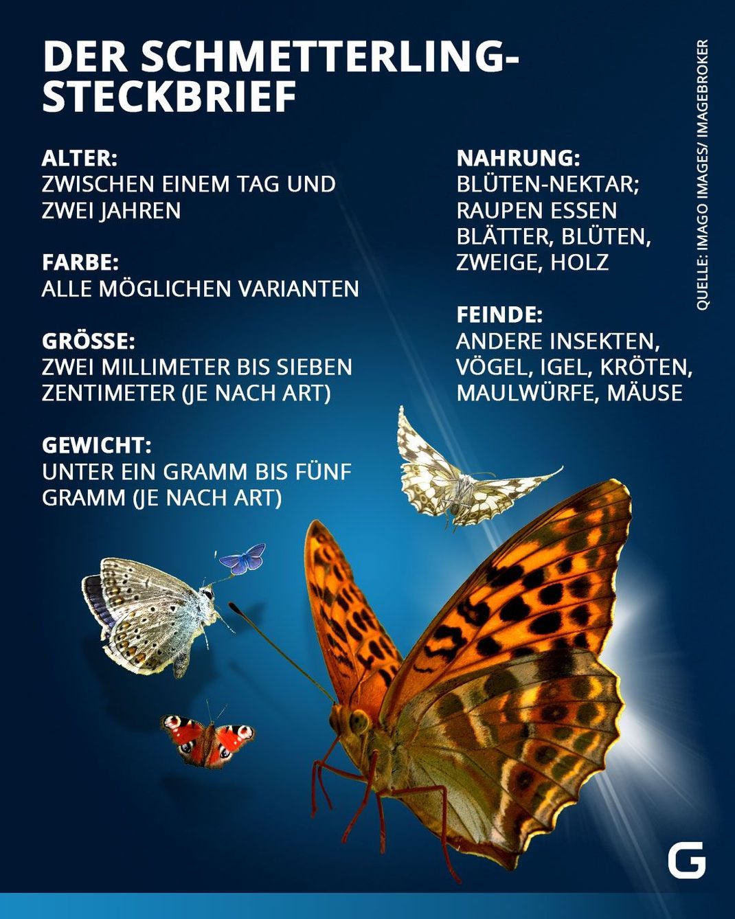 Steckbrief: Alter, Farbe, Größe, Gewicht, Nahrung und Feinde von Schmetterlingen. 