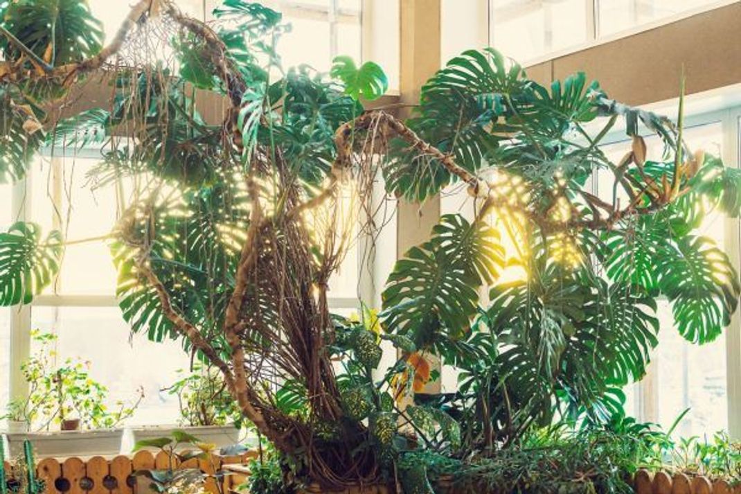 In ihrer Heimat, den Regenwäldern Mittel- und Südamerikas, rankt sich die Monstera an großen Baumstämmen hoch.