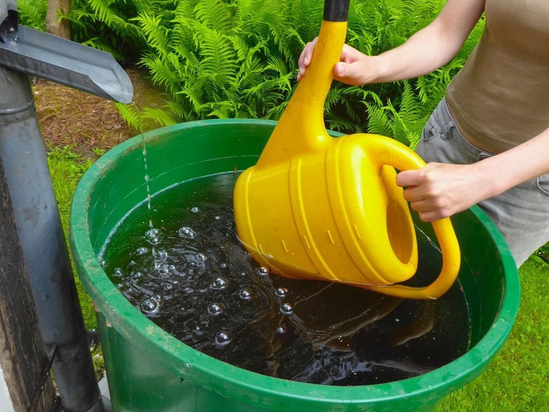 Mit Hilfe einer Regentonne lässt sich Wasser zum Bewässern des Gartens sammeln.