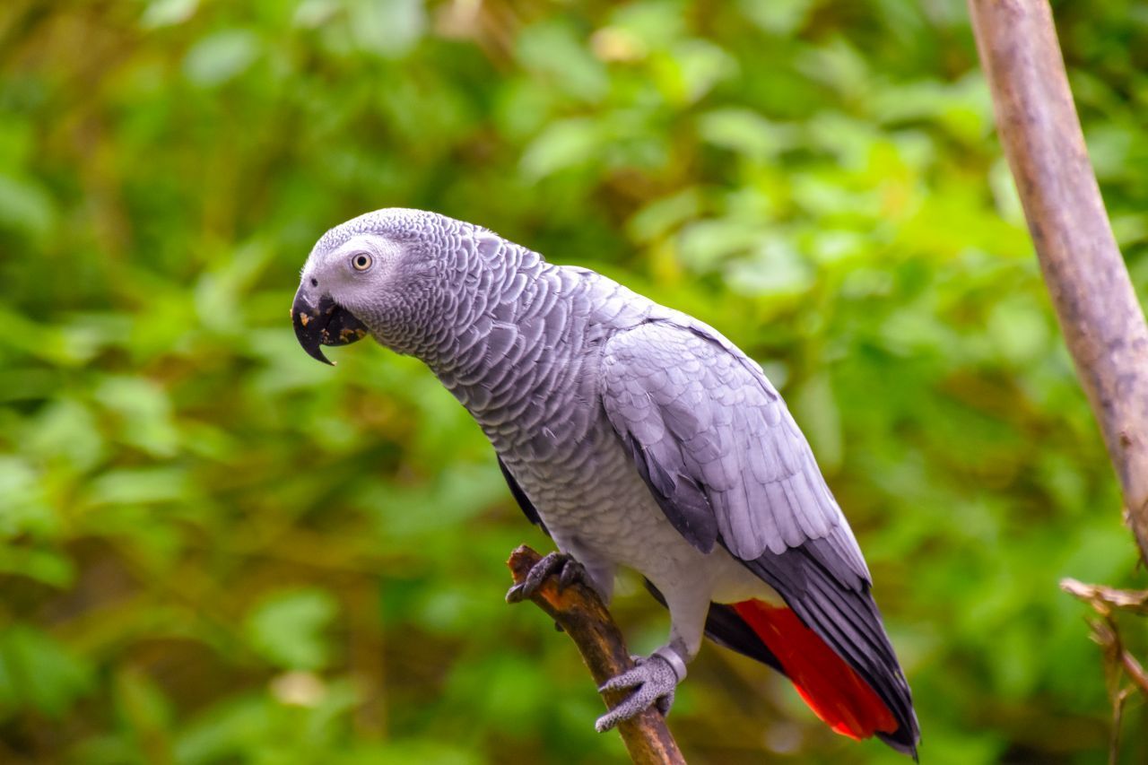 Grau-Papageien gelten als außergewöhnlich sprachbegabt.