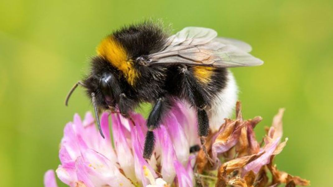 Der dichte Pelz aus feinen Härchen, der den ganzen Körper umgibt, hilft der Hummel bei der Auswahl von Blüten durch Elektroimpulse.