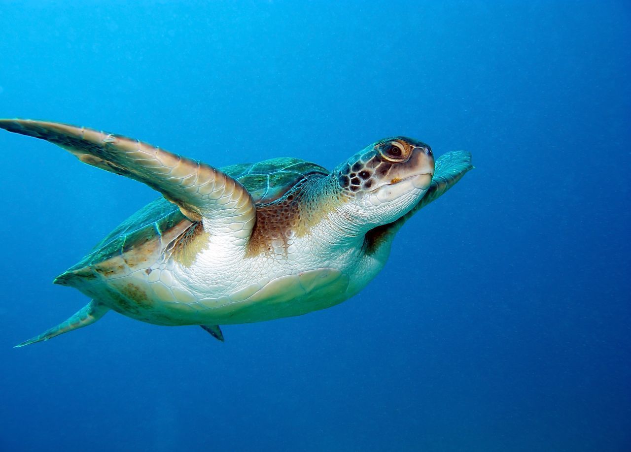 Unechte Karettschildkröten sind große Teile ihres Lebens "on Tour". Die längste je gemessene Strecke einer Schildkröte dieser Spezies beträgt unfassbare 14.500 Kilometer von Mexiko über Hawaii bis nach Japan.